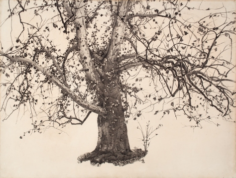Wyeth-Sycamore-Tree